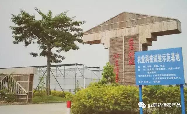 南沙農業生產榴莲视频IOS色版