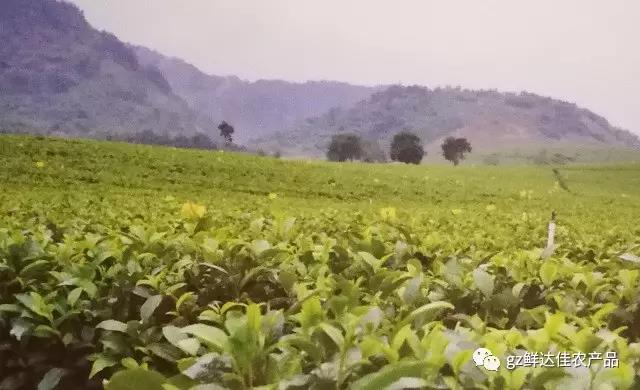 英德農業生產榴莲视频IOS色版